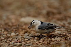David Plant Photography - Wildlife Photography - White-breasted nuthatch - C