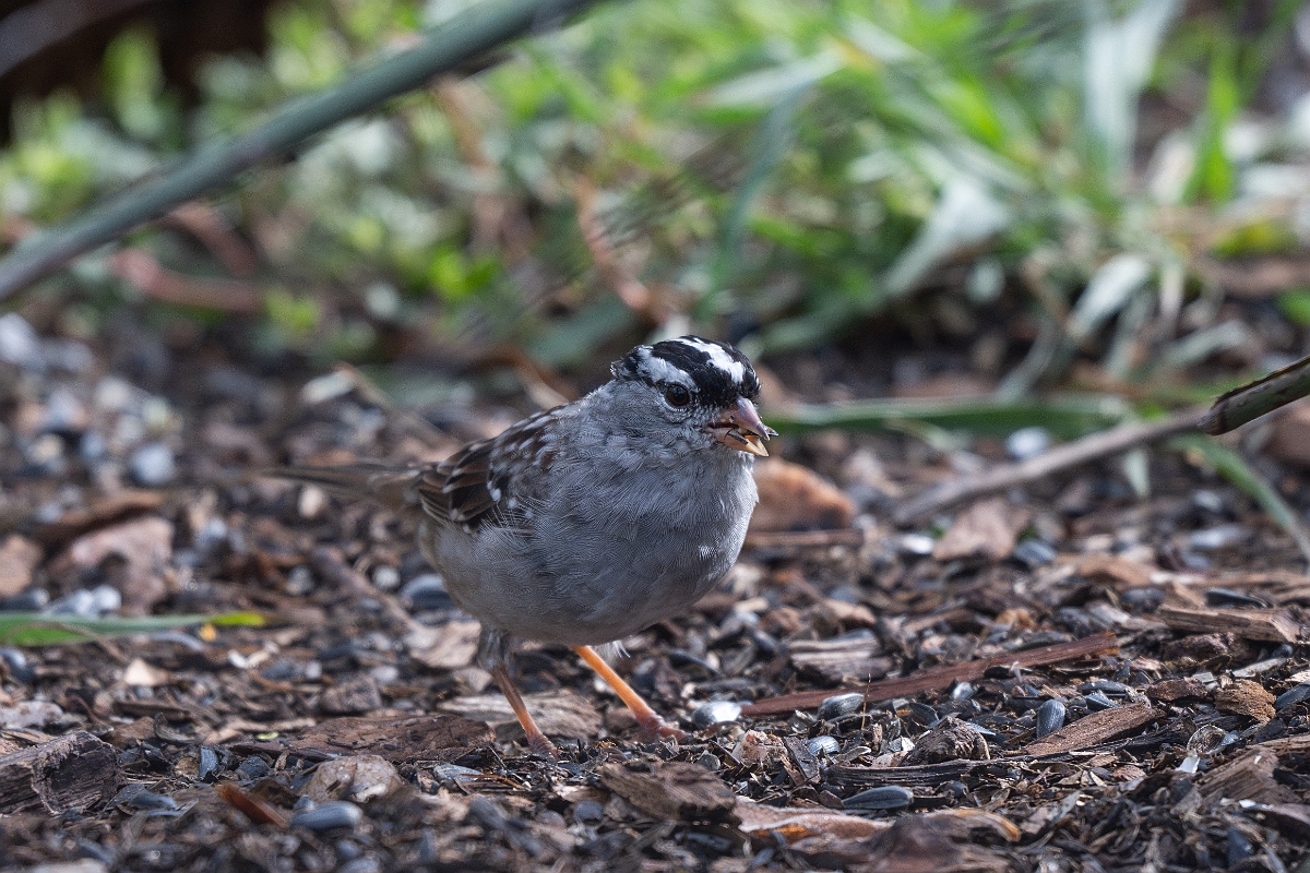 DPPhotography - Texas - White-crowned sparrow - A.jpg - White-crowned sparrow - Ink Lake State Park, Texas