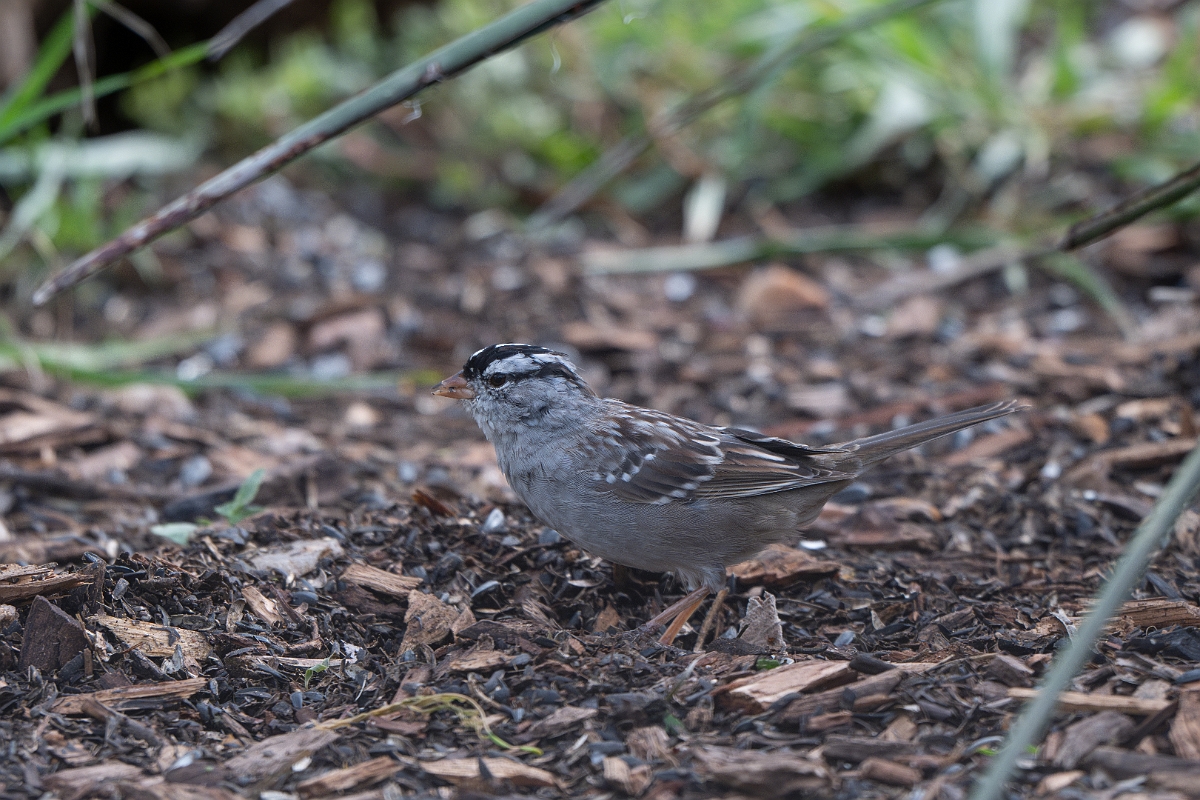 DPPhotography - Texas - White-crowned sparrow - B.jpg - White-crowned sparrow - Ink Lake State Park, Texas