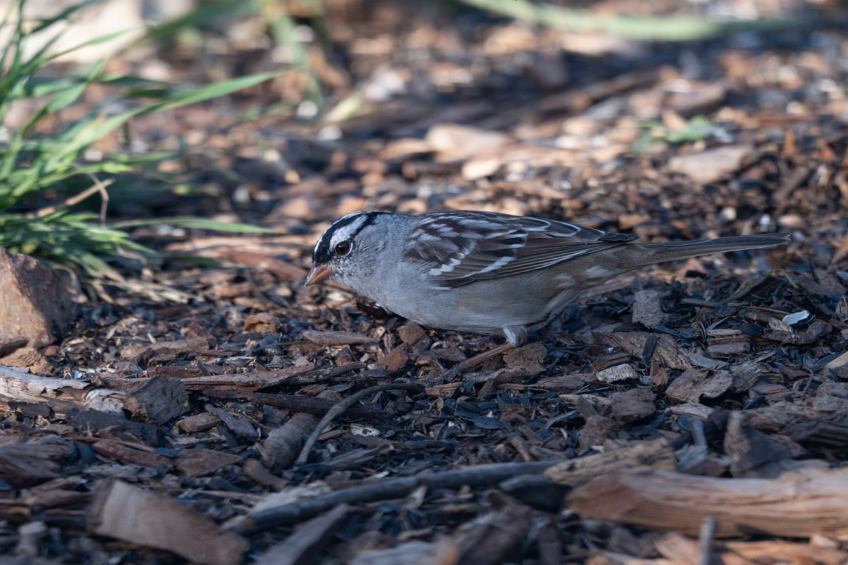 DPPhotography - Texas - White-crowned sparrow - D.jpg - White-crowned sparrow - Ink Lake State Park, Texas