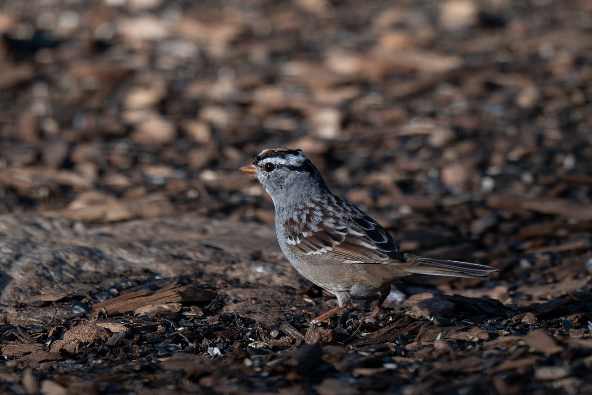 DPPhotography - Texas - White-crowned sparrow - E.jpg - White-crowned sparrow - Ink Lake State Park, Texas
