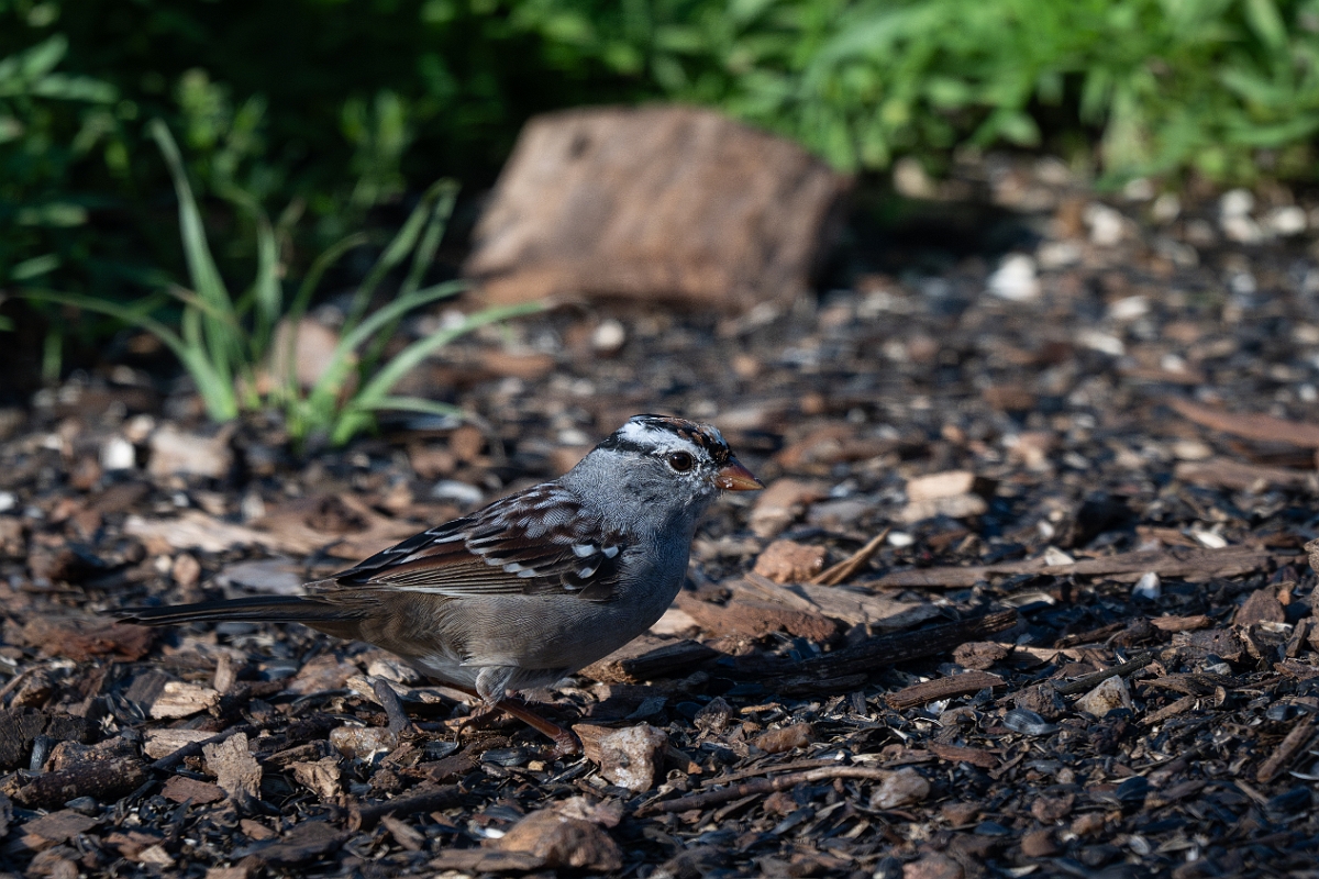 DPPhotography - Texas - White-crowned sparrow - F.jpg - White-crowned sparrow - Ink Lake State Park, Texas