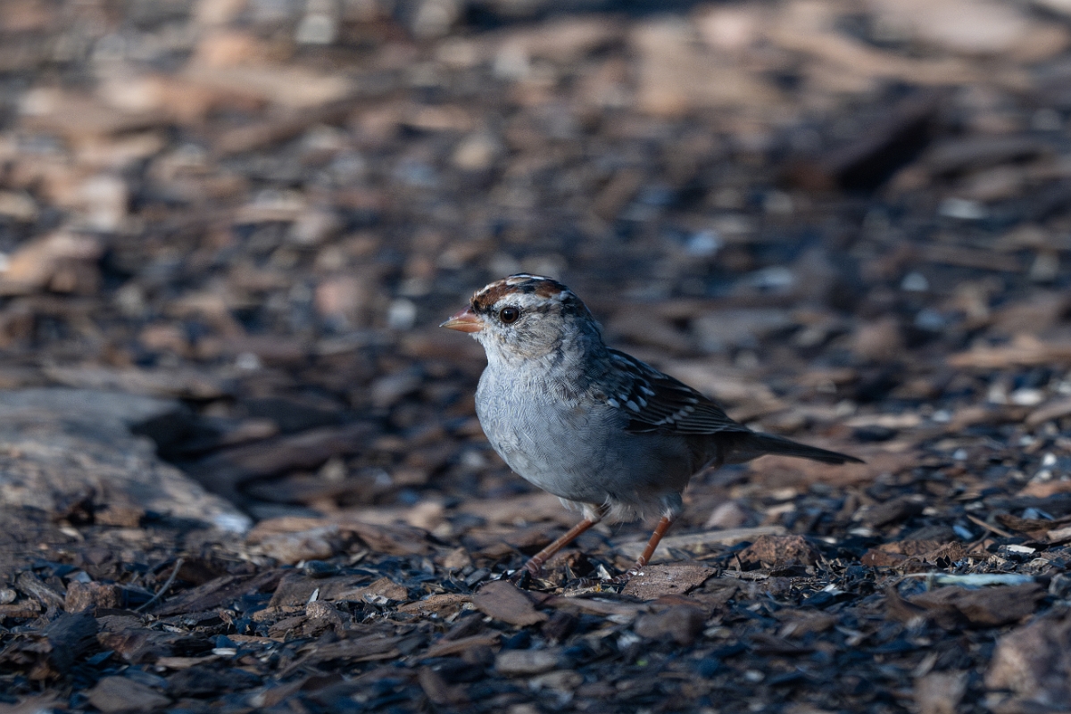 DPPhotography - Texas - White-crowned sparrow - G.jpg - White-crowned sparrow - Ink Lake State Park, Texas