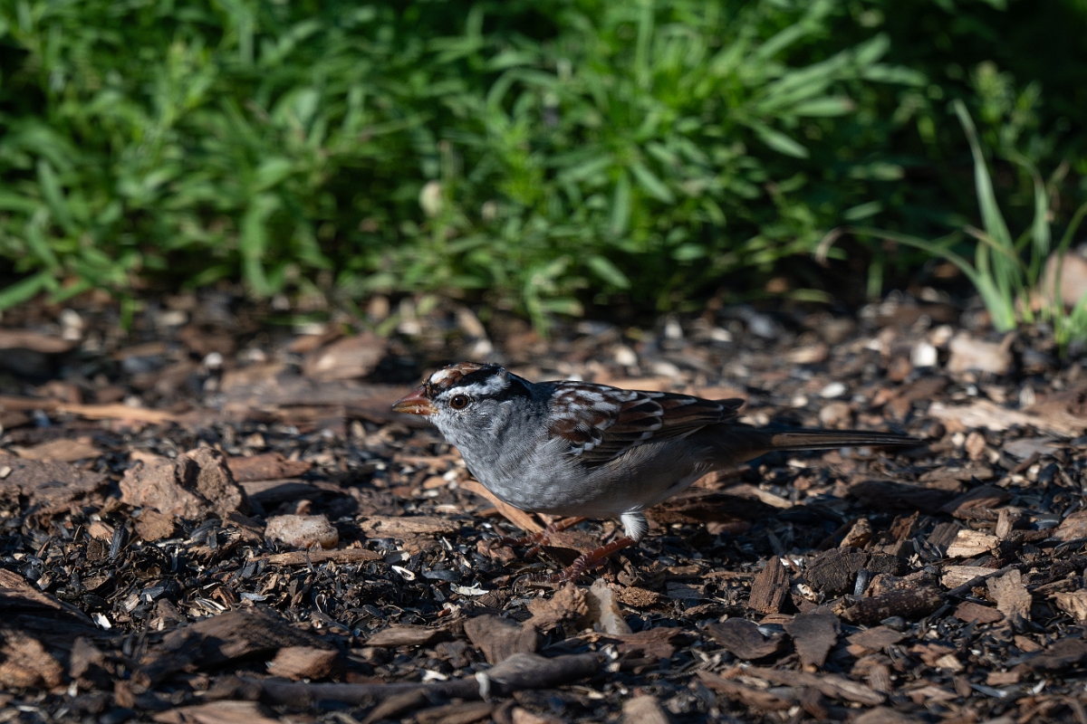 DPPhotography - Texas - White-crowned sparrow - H.jpg - White-crowned sparrow - Ink Lake State Park, Texas