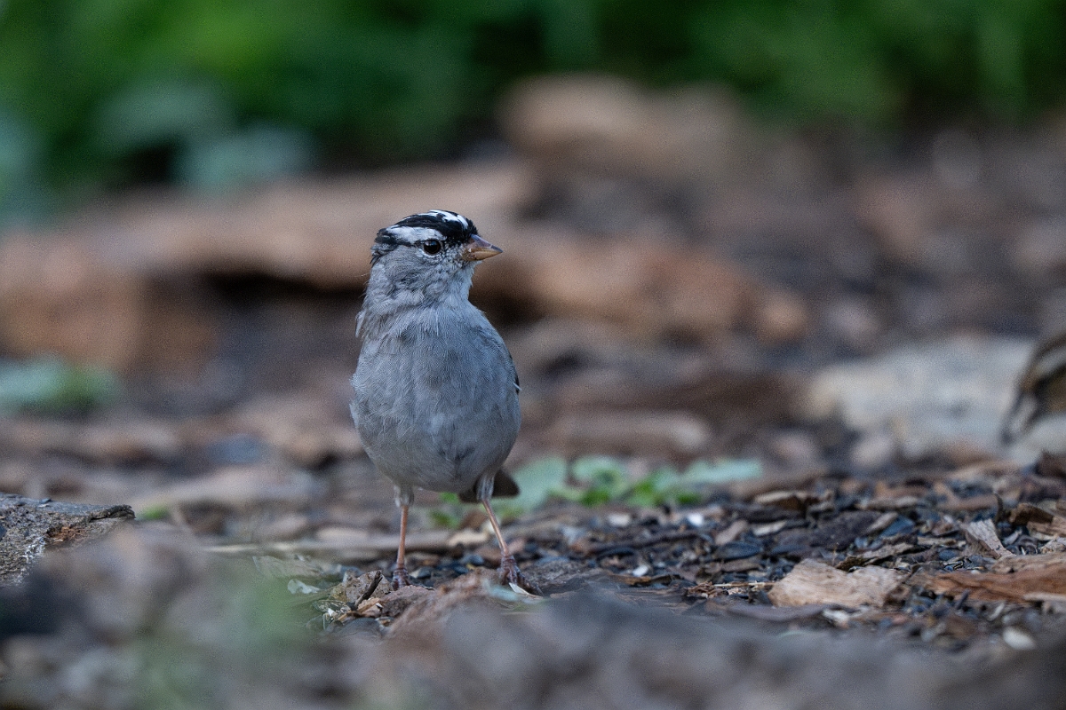 DPPhotography - Texas - White-crowned sparrow - J.jpg - White-crowned sparrow - Ink Lake State Park, Texas