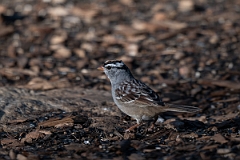 DPPhotography - Texas - White-crowned sparrow - E