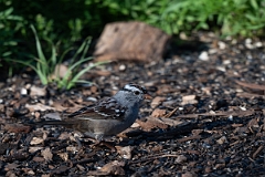 DPPhotography - Texas - White-crowned sparrow - F