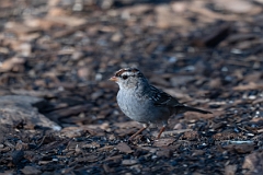 DPPhotography - Texas - White-crowned sparrow - G