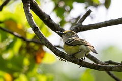 DPPhotography - Texas - White-eyed vireo - A