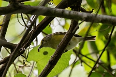 DPPhotography - Texas - White-eyed vireo - C