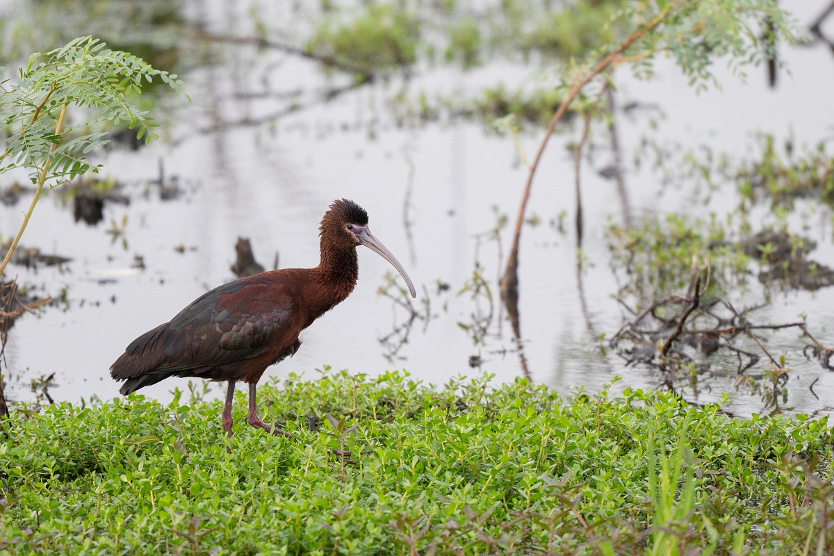 DPPhotography - Texas - White-faced ibis - A.jpg - White-faced ibis - Anahuac NWR, Texas