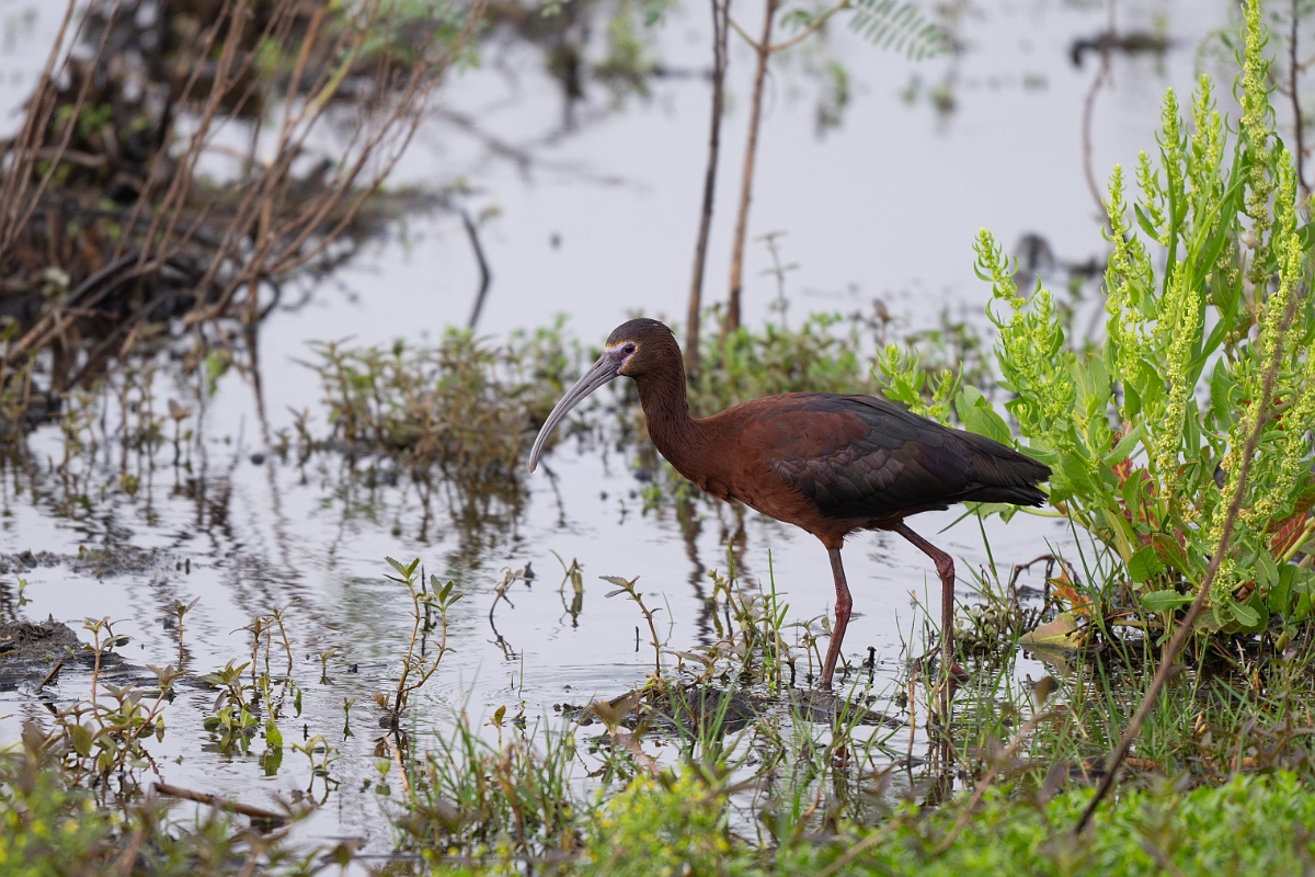 DPPhotography - Texas - White-faced ibis - B.jpg - White-faced ibis - Anahuac NWR, Texas