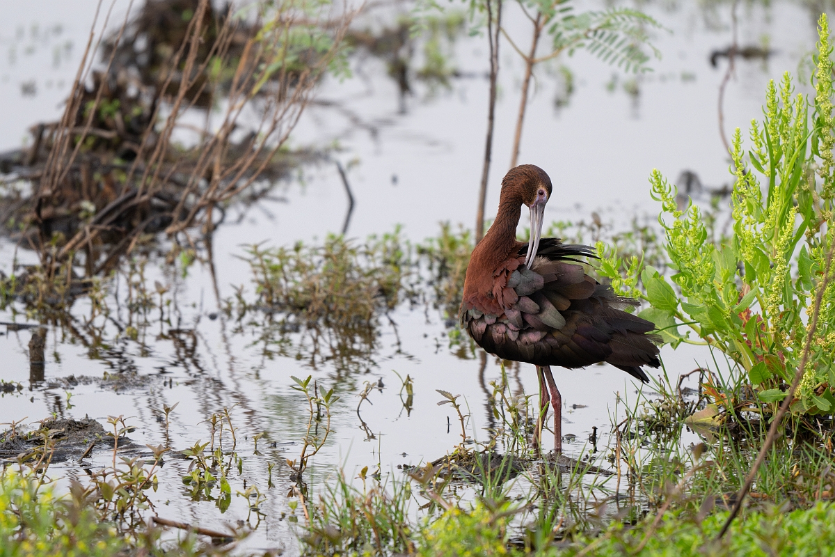 DPPhotography - Texas - White-faced ibis - C.jpg - White-faced ibis - Anahuac NWR, Texas
