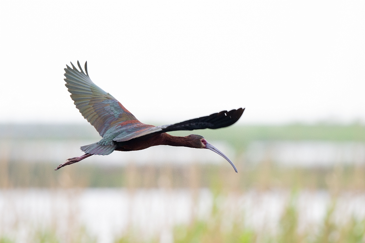 DPPhotography - Texas - White-faced ibis - D.jpg - White-faced ibis - Anahuac NWR, Texas