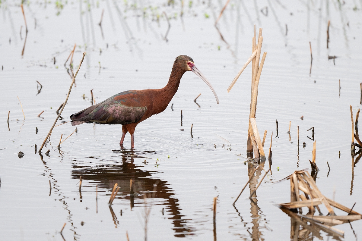 DPPhotography - Texas - White-faced ibis - E.jpg - White-faced ibis - Anahuac NWR, Texas