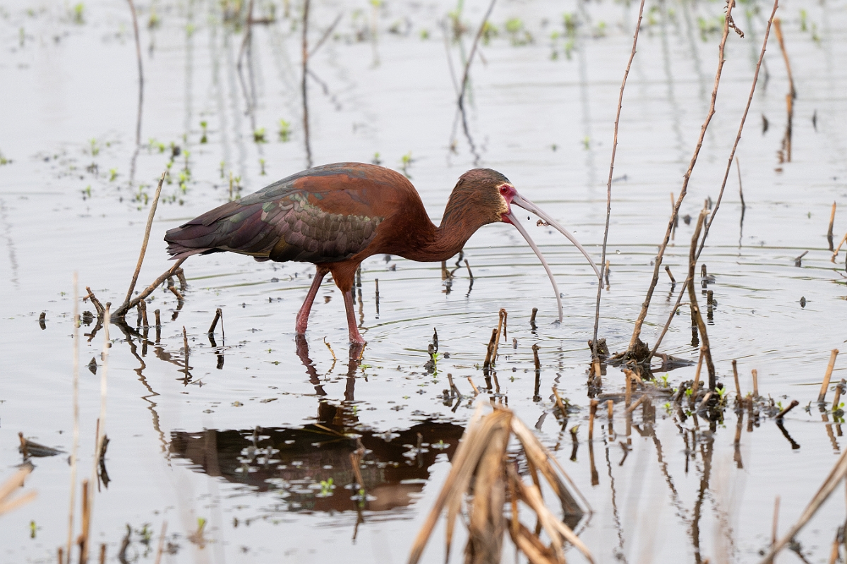 DPPhotography - Texas - White-faced ibis - F.jpg - White-faced ibis - Anahuac NWR, Texas