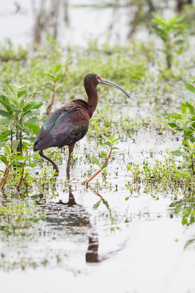 DPPhotography - Texas - White-faced ibis - H.jpg - White-faced ibis - Anahuac NWR, Texas