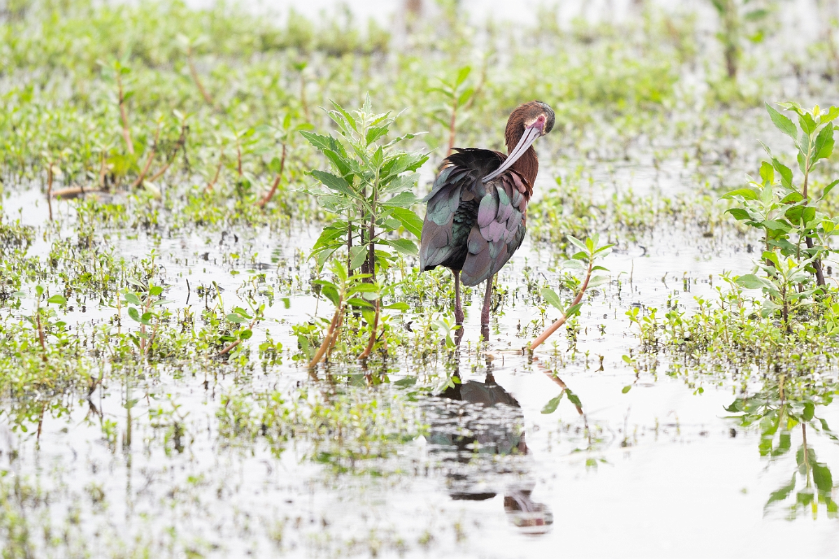 DPPhotography - Texas - White-faced ibis - I.jpg - White-faced ibis - Anahuac NWR, Texas