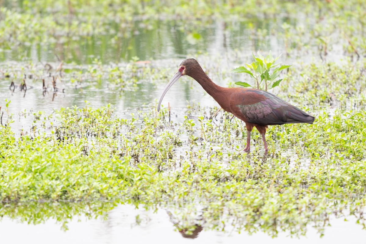 DPPhotography - Texas - White-faced ibis - J.jpg - White-faced ibis - Anahuac NWR, Texas