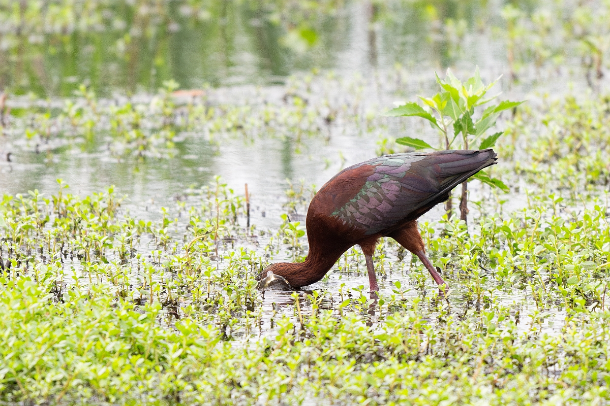 DPPhotography - Texas - White-faced ibis - K.jpg - White-faced ibis - Anahuac NWR, Texas