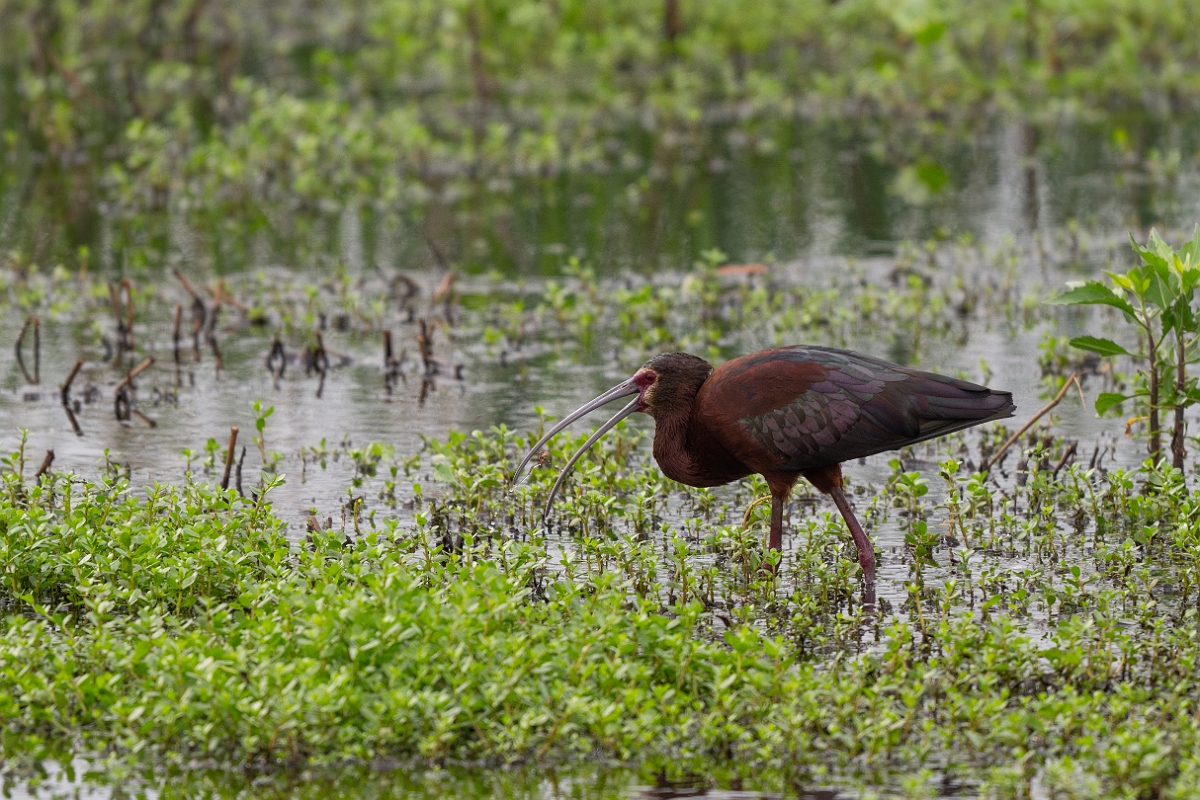 DPPhotography - Texas - White-faced ibis - L.jpg - White-faced ibis - Anahuac NWR, Texas