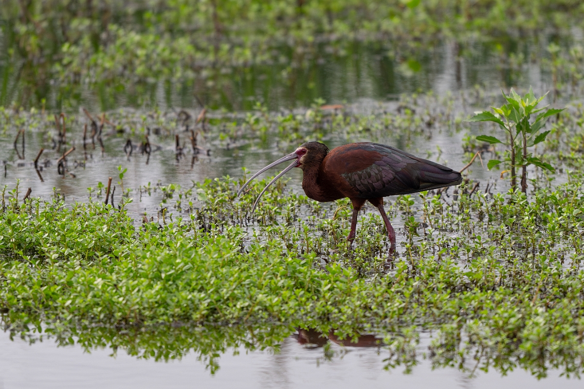 DPPhotography - Texas - White-faced ibis - M.jpg - White-faced ibis - Anahuac NWR, Texas