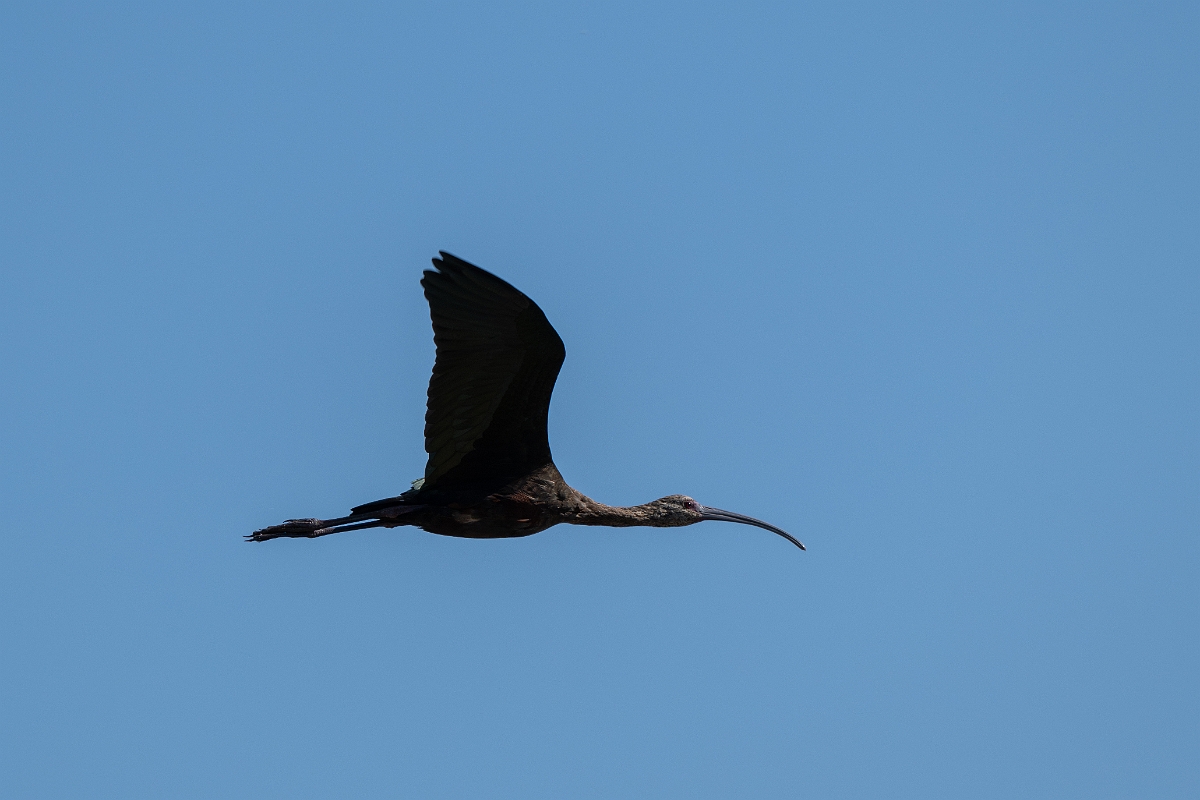 DPPhotography - Texas - White-faced ibis - N.jpg - White-faced ibis - Santa Ana NWR, Texas