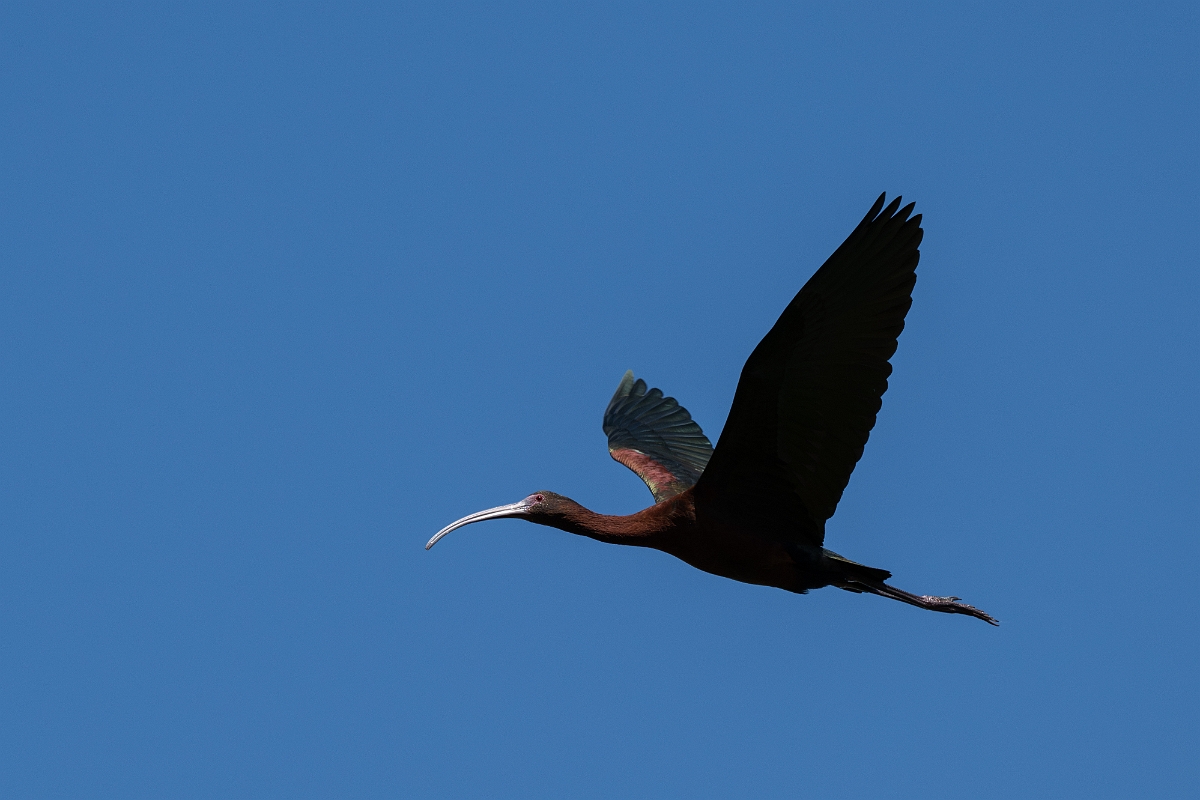 DPPhotography - Texas - White-faced ibis - O.jpg - White-faced ibis - Santa Ana NWR, Texas