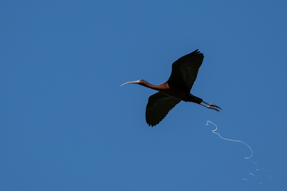 DPPhotography - Texas - White-faced ibis - P.jpg - White-faced ibis - Santa Ana NWR, Texas