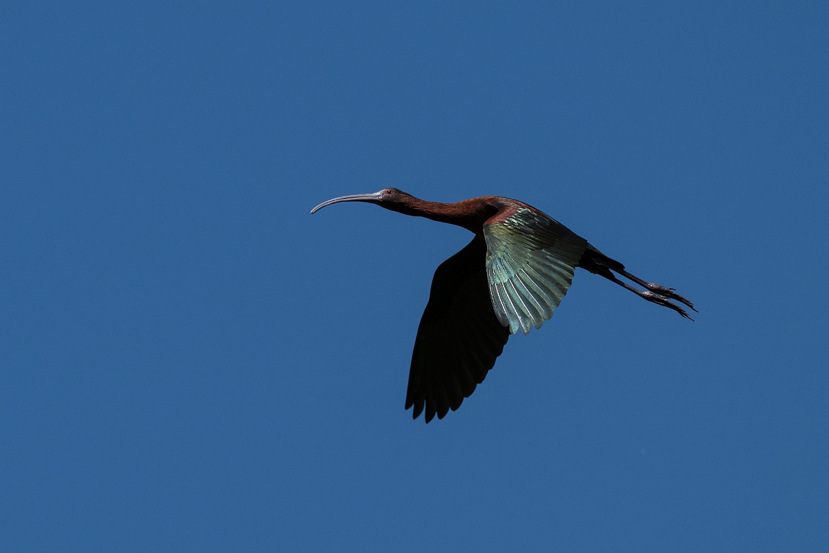 DPPhotography - Texas - White-faced ibis - Q.jpg - White-faced ibis - Santa Ana NWR, Texas