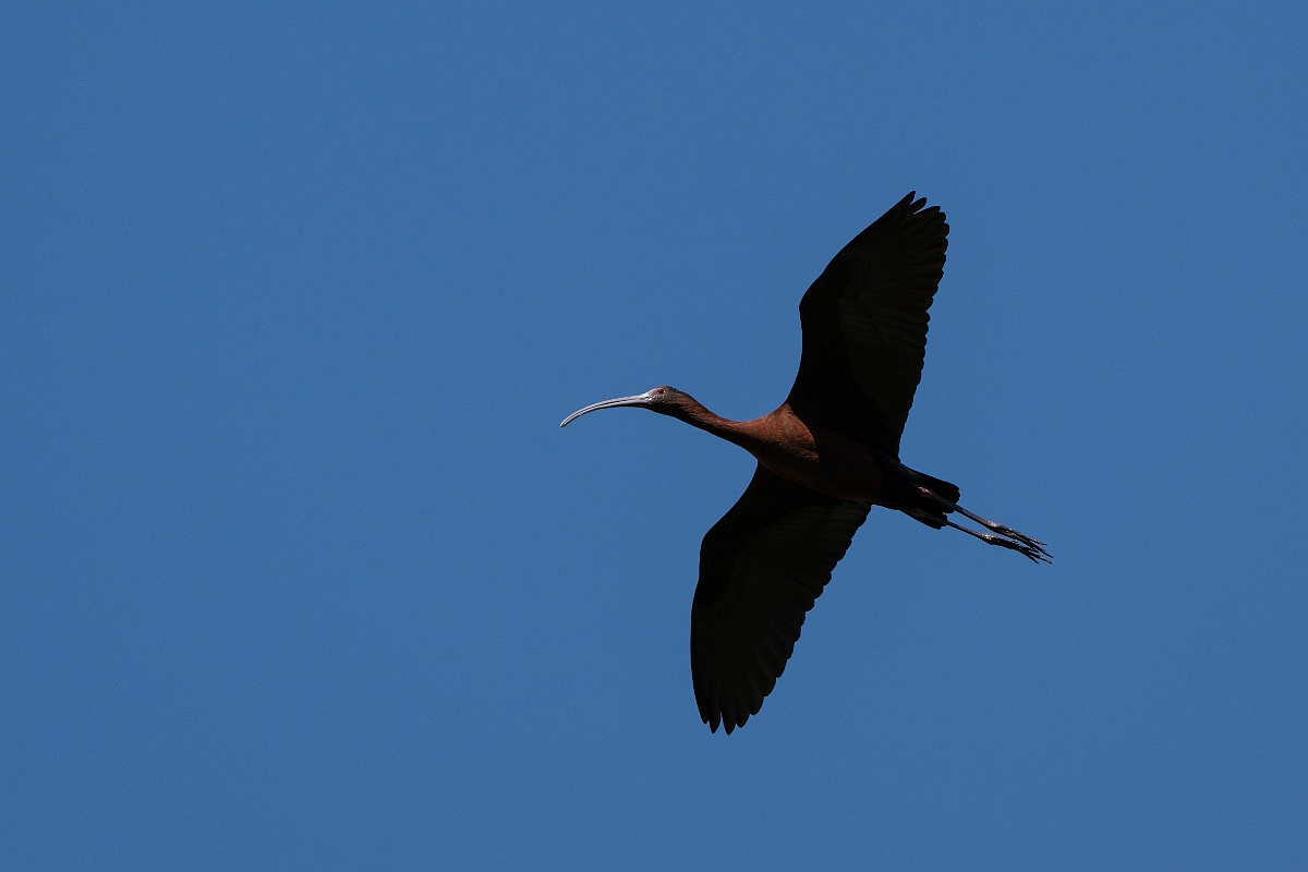 DPPhotography - Texas - White-faced ibis - R.jpg - White-faced ibis - Santa Ana NWR, Texas
