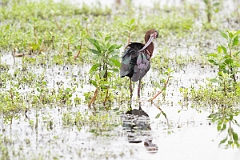 DPPhotography - Texas - White-faced ibis - I