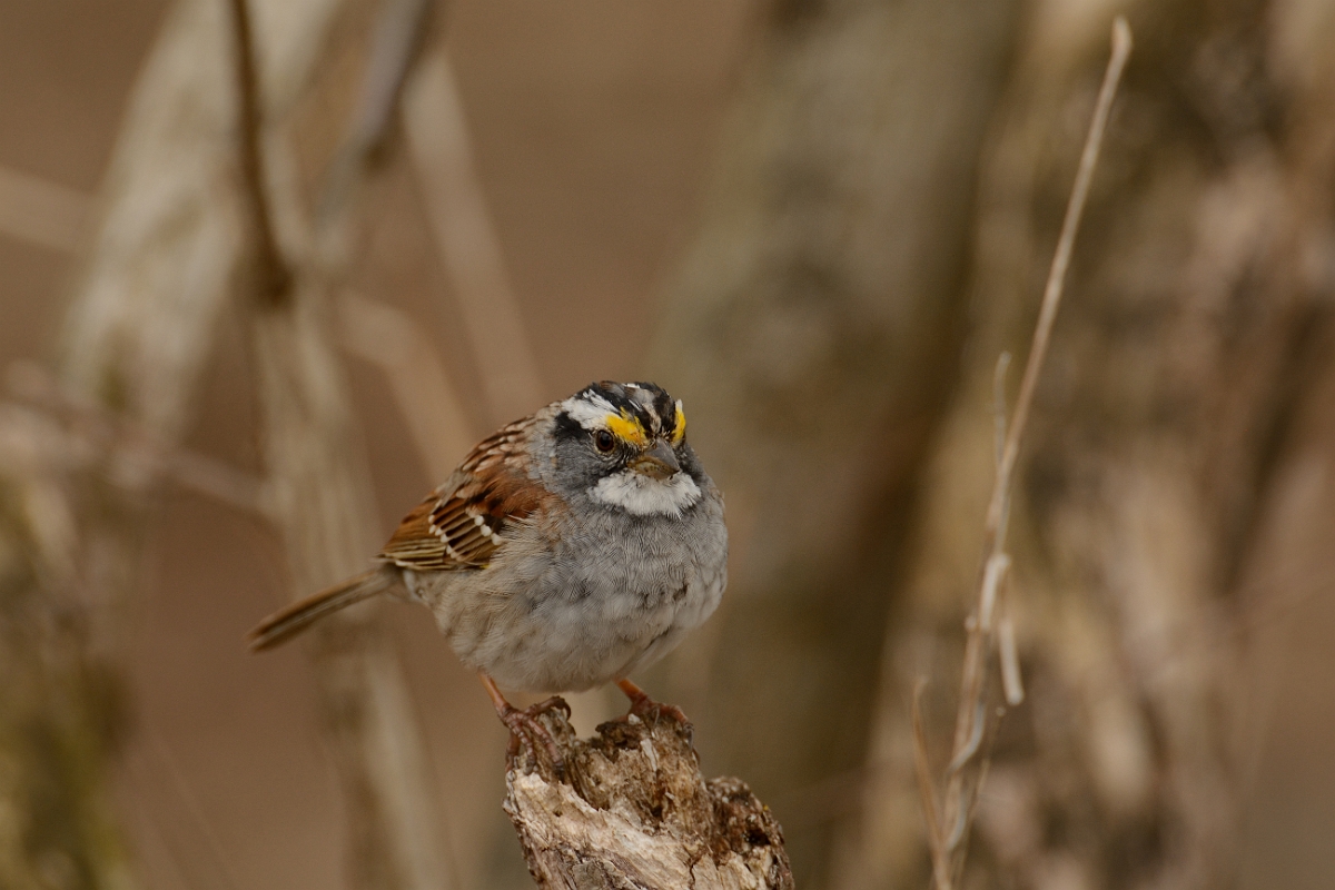 David Plant Photography - Wildlife Photography - White-throated sparrow - A.jpg - White-throated sparrow - Ipswich River WR, MA