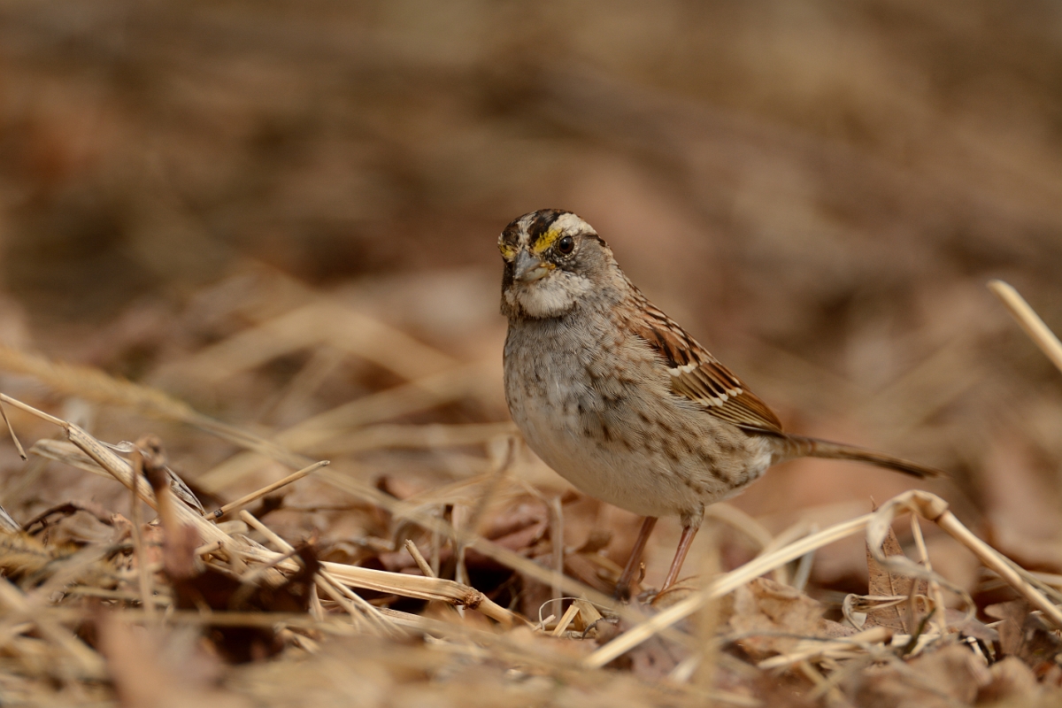 David Plant Photography - Wildlife Photography - White-throated sparrow - B.jpg - White-throated sparrow - Ipswich River WR, MA