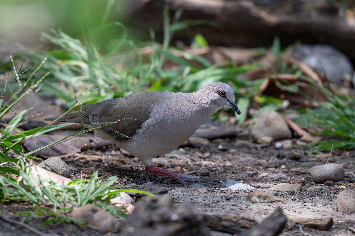 DPPhotography - Texas - White-tipped dove - A.jpg - White-tipped dove - Estero Llano Grande State Park, Texas