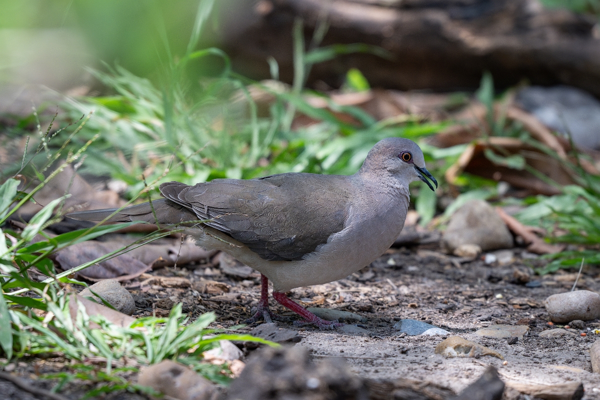 DPPhotography - Texas - White-tipped dove - B.jpg - White-tipped dove - Estero Llano Grande State Park, Texas