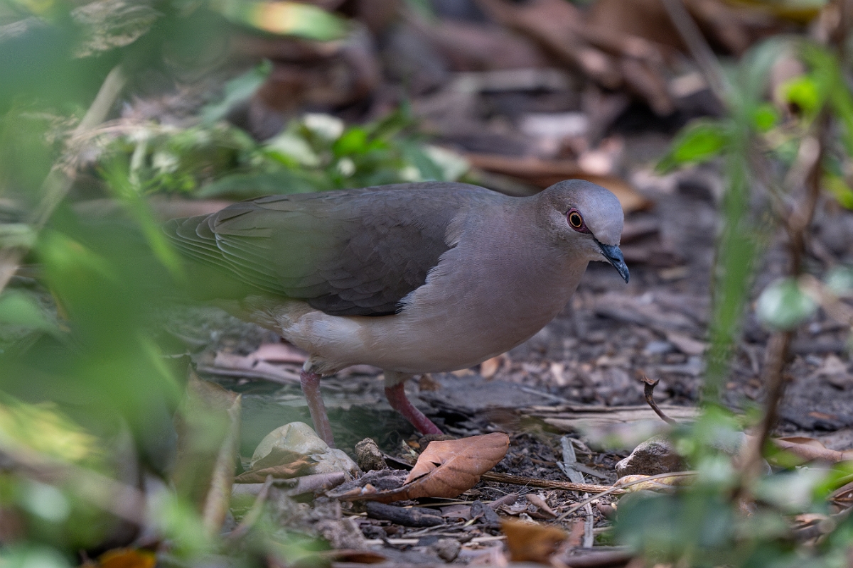 DPPhotography - Texas - White-tipped dove - C.jpg - White-tipped dove - Estero Llano Grande State Park, Texas