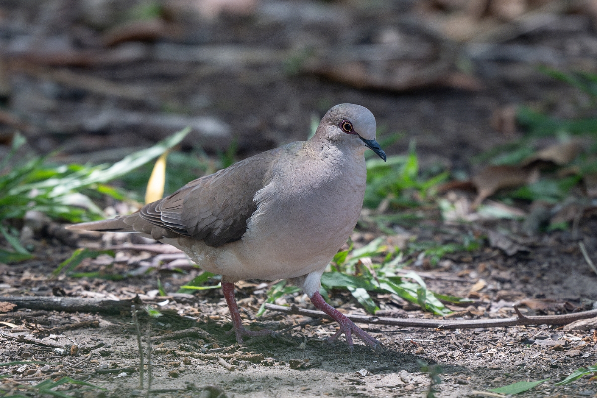 DPPhotography - Texas - White-tipped dove - D.jpg - White-tipped dove - Estero Llano Grande State Park, Texas