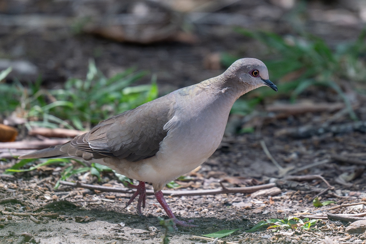 DPPhotography - Texas - White-tipped dove - E.jpg - White-tipped dove - Estero Llano Grande State Park, Texas