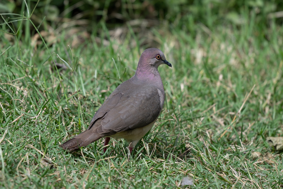 DPPhotography - Texas - White-tipped dove - F.jpg - White-tipped dove - National Butterfly Center, Texas