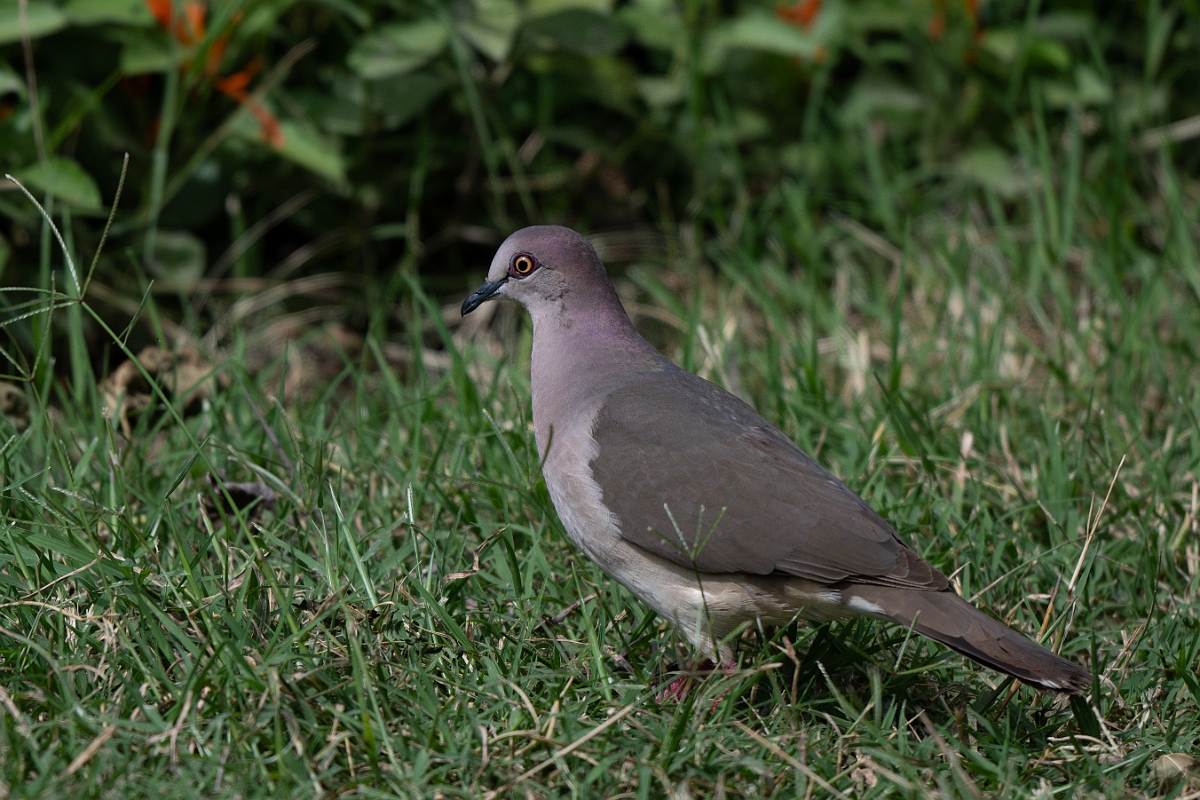 DPPhotography - Texas - White-tipped dove - G.jpg - White-tipped dove - National Butterfly Center, Texas