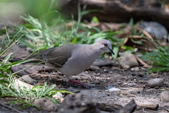 DPPhotography - Texas - White-tipped dove - A