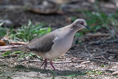 DPPhotography - Texas - White-tipped dove - E