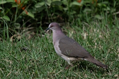 DPPhotography - Texas - White-tipped dove - G