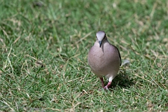 DPPhotography - Texas - White-tipped dove - H