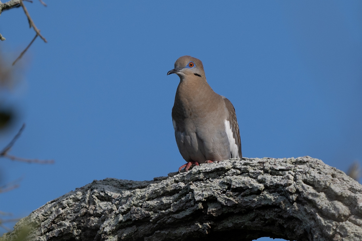 DPPhotography - Texas - White-winged dove - B.jpg - White-winged dove - Goose Island, Texas