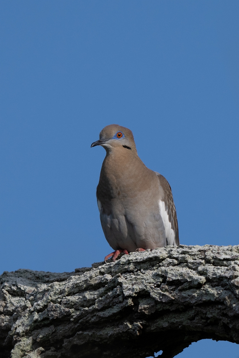 DPPhotography - Texas - White-winged dove - C.jpg - White-winged dove - Goose Island, Texas