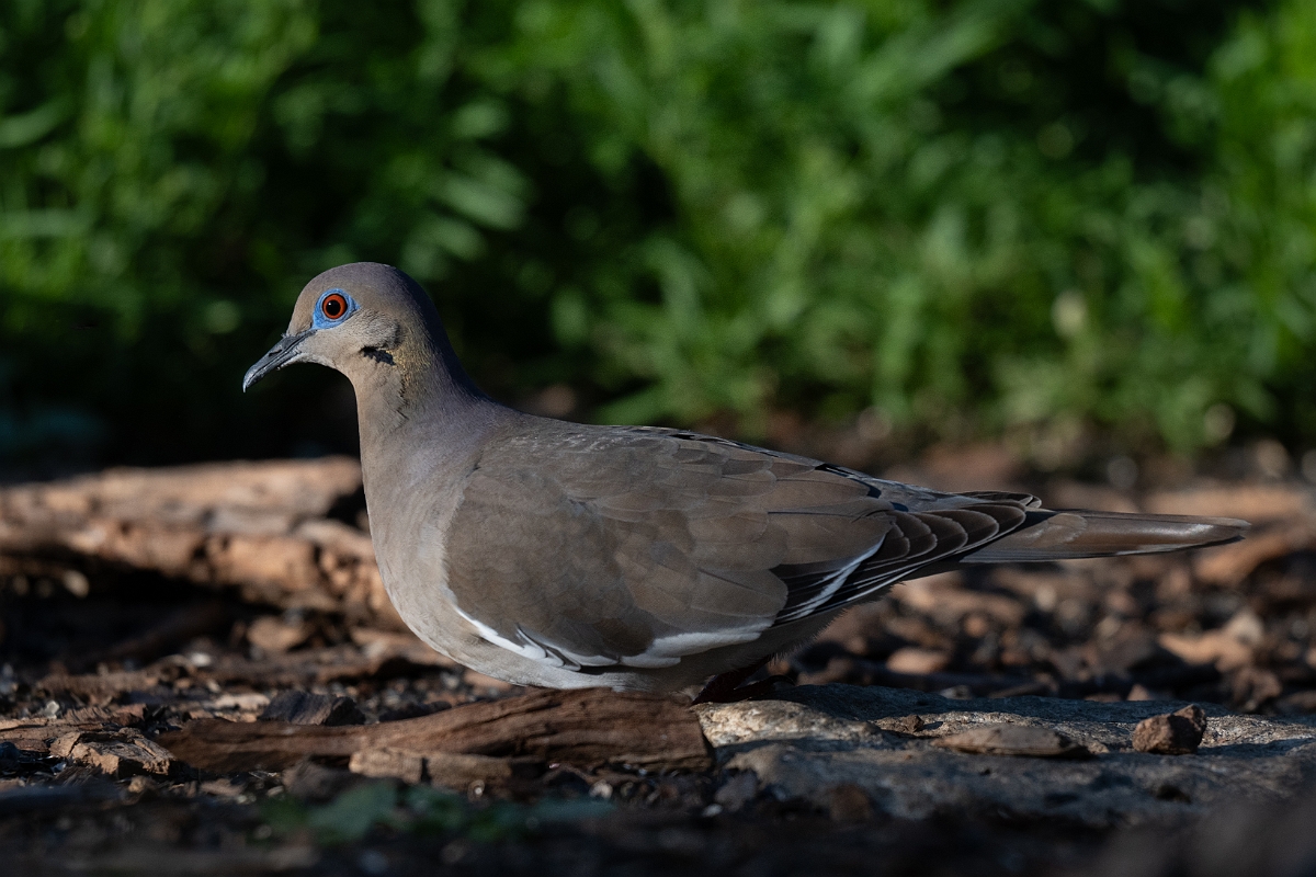 DPPhotography - Texas - White-winged dove - E.jpg - White-winged dove - Ink Lake State Park, Texas