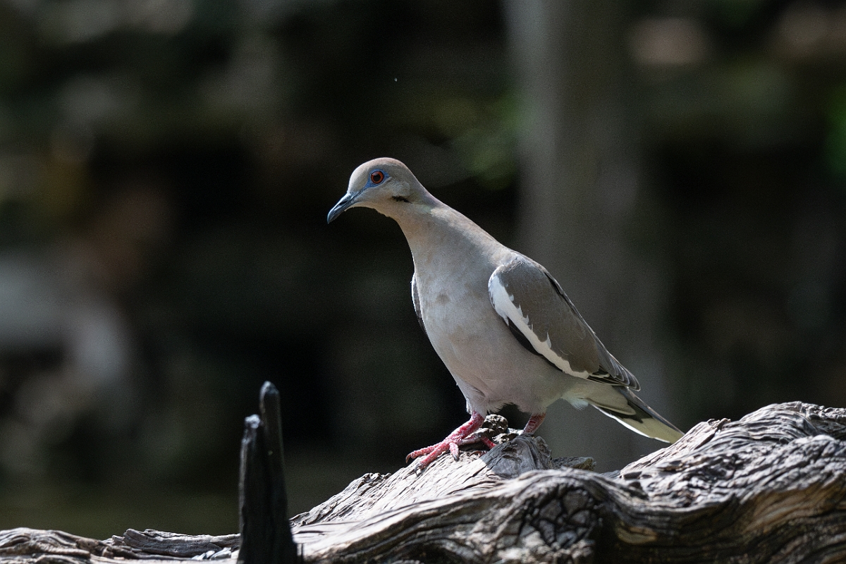 DPPhotography - Texas - White-winged dove - H.jpg - White-winged dove - Pedernales Falls State Park, Texas