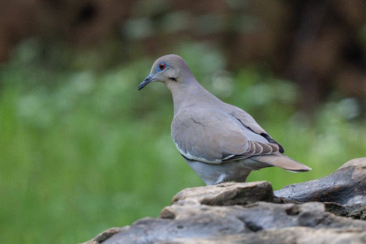 DPPhotography - Texas - White-winged dove - I.jpg - White-winged dove - Pedernales Falls State Park, Texas